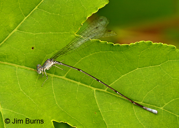 Attenuated Bluet male, Montgomery Co., AR, May 2015