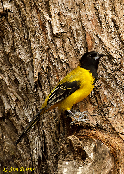 Audubon's Oriole on tree--9140