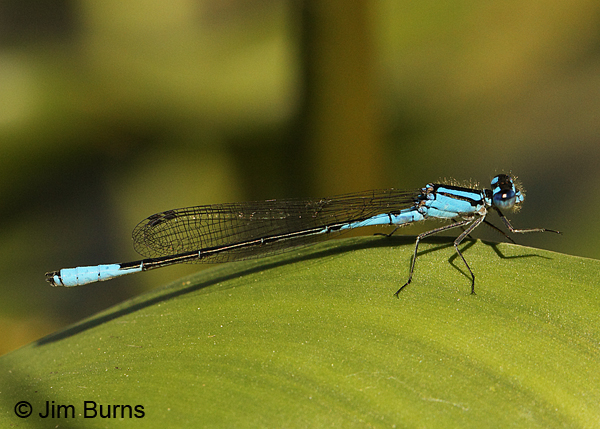 Azure Bluet male, Washington Co., ME, July 2014