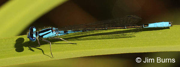 Azure Bluet male dorsal with shadow, Washington Co., ME, July 2014