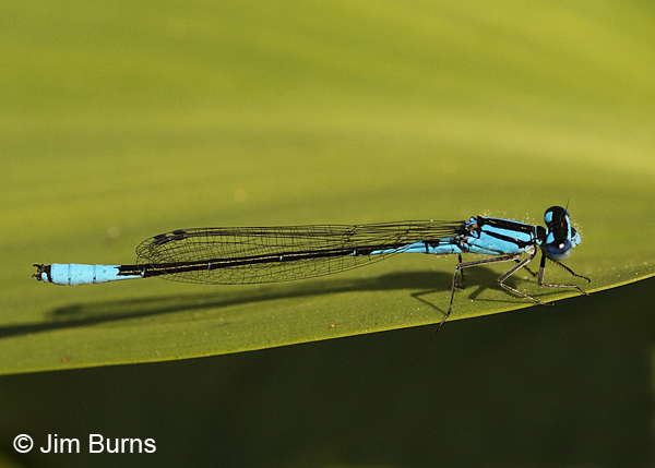 Azure Bluet male dorsolateral view, Washington Co., ME, July 2014
