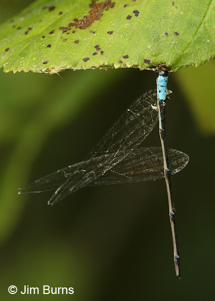 Azure Bluet male predated abdomen and wings, Huntingdon Co., PA, June 2015