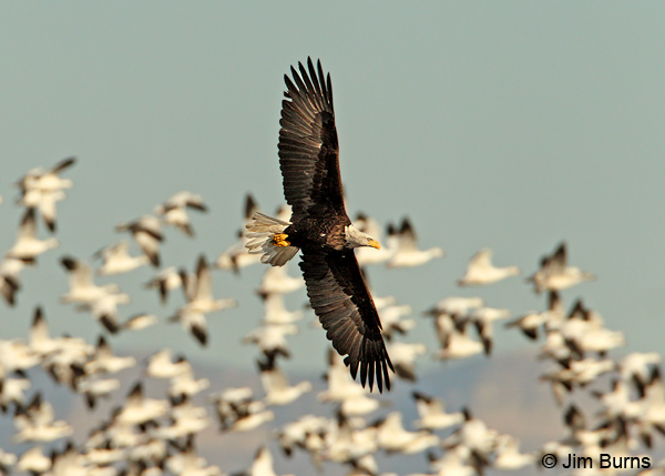 Bald Eagle adult harassing Snow Geese