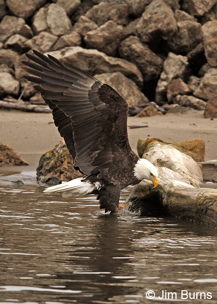 Bald Eagle adult in water