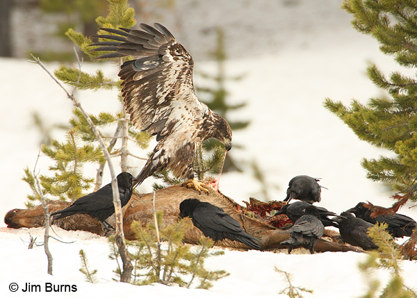 Bald Eagle and Common Ravens on Elk kill