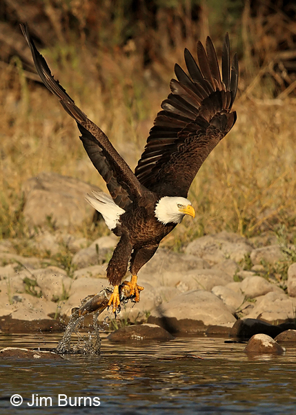 Bald Eagle taking fish from river