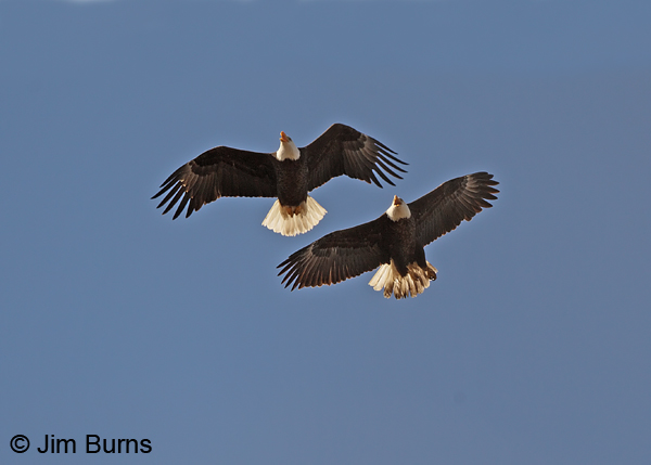 Bald Eagles mated pair