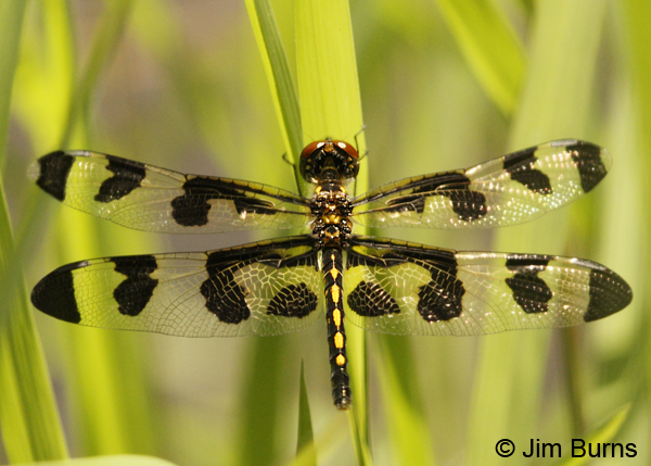 Banded Pennant female, Montgomery Co., AR, May 2013