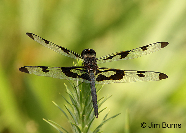 Banded Pennant male, Charles City Co., VA, June 2017