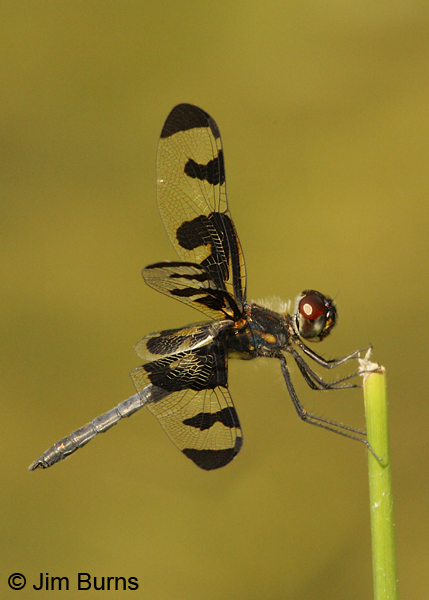 Banded Pennant male, Montgomery Co., AR, May 2013