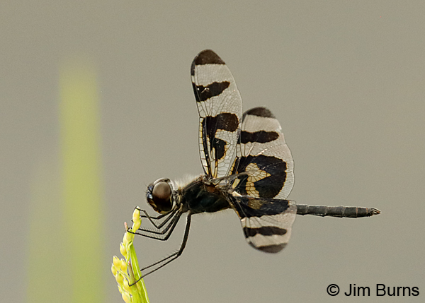 Banded Pennant male, Liberty Co., FL, May 2018--8971