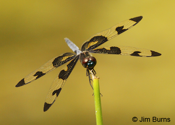 Banded Pennant male showing blue frons, Montgomery Co., AR, May 2013