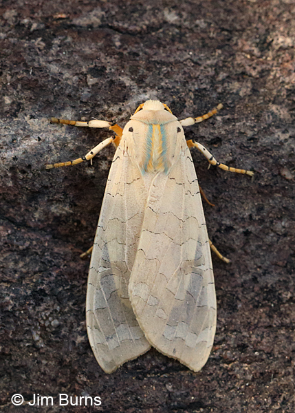 Banded Tussock Moth, Arkansas