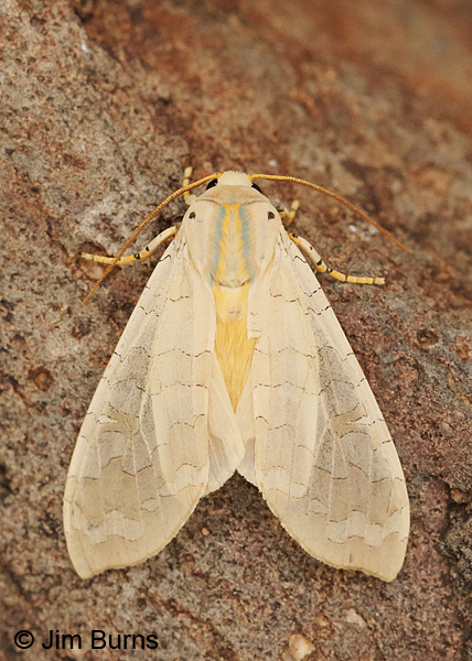 Banded Tussock Moth dorsal abdomen, Arkansas