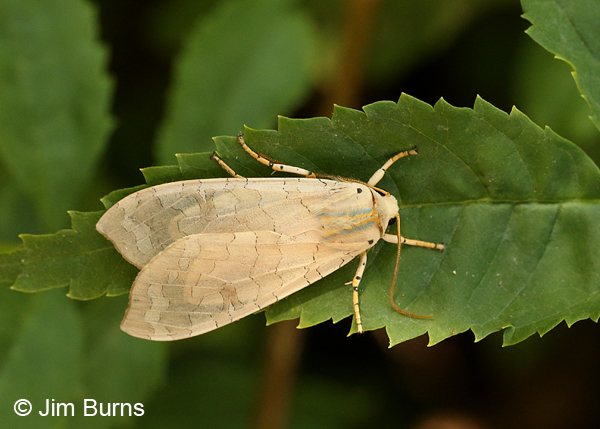 Banded Tussock Moth on leaf, Arkansas