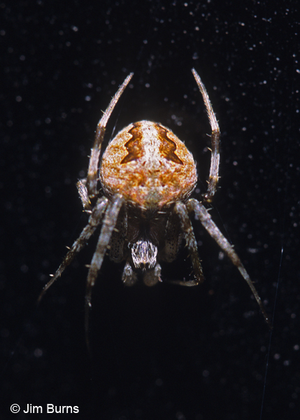 Barn Orb Weaver