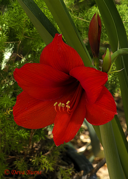 Belladonna Lily, Arizona--0288