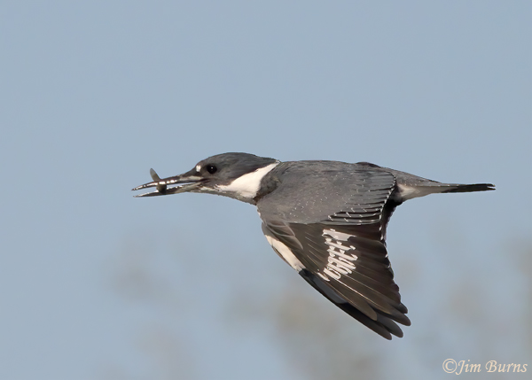 Belted Kingfisher with minnow #2--1027