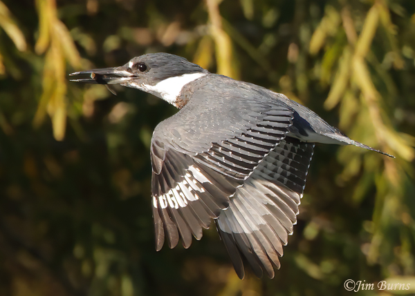 Belted Kingfisher with minnow #3--1040