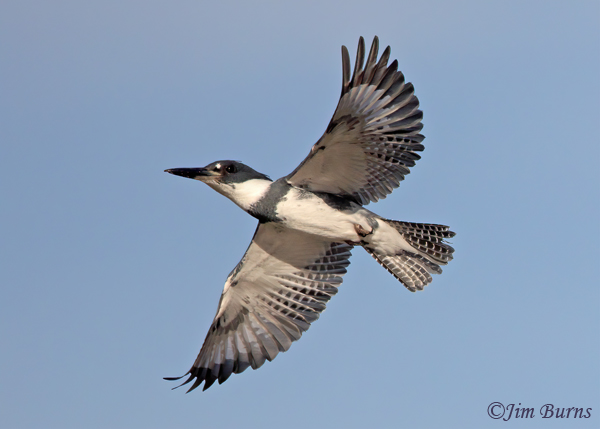 Belted Kingfisher underwing--6237