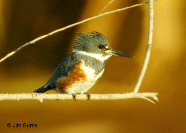 Belted Kingfisher female 