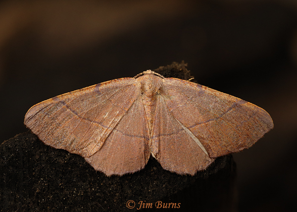 Besma rubritincta female, Arizona