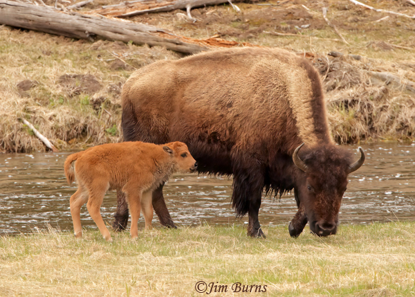 American Bison mother and calf--0924