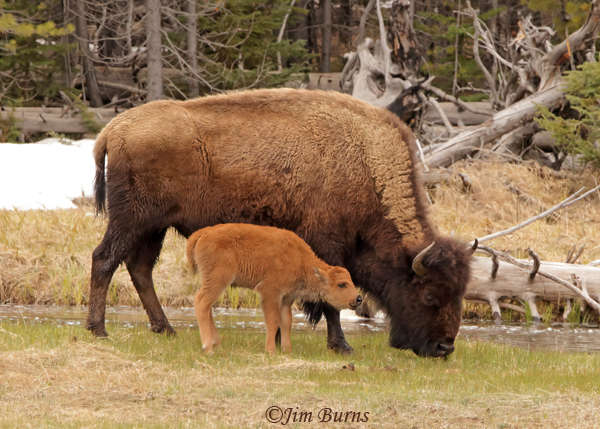 American Bison mother and calf #2--0932