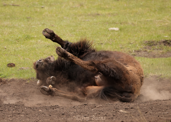 American Bison dust bathing at wallow #2--1490