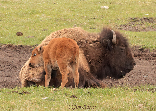 American Bison calf nuzzling mother--1525