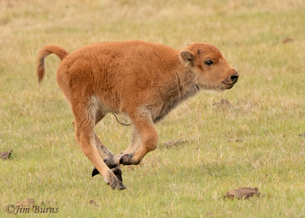 American Bison calf frolicking #2--1553