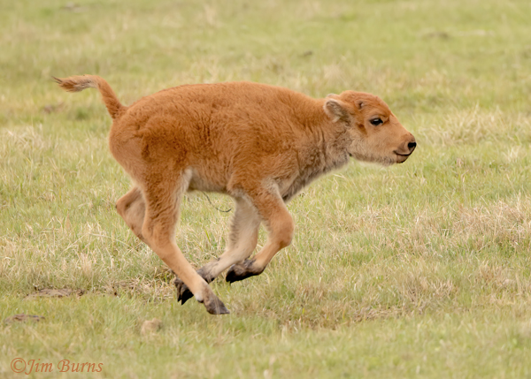 American Bison calf frolicking #4--1585