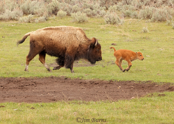 American Bison mother and calf on the move--1603