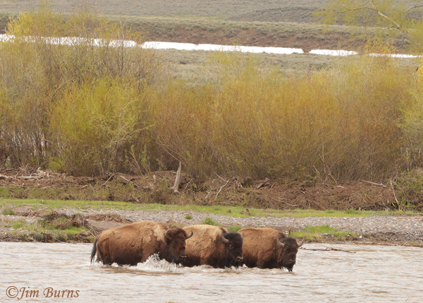 American Bison fording the Lamar River--2733