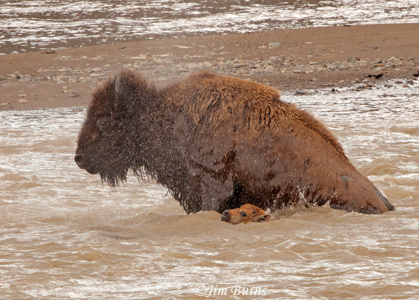 American Bison mother and calf swimming across the Lamar River--2758