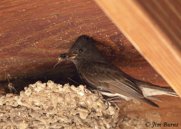 A pair of Black Phoebes usually nest near Ayer Lake, often making their mud nest in the rafters of the cabana along the trail there.