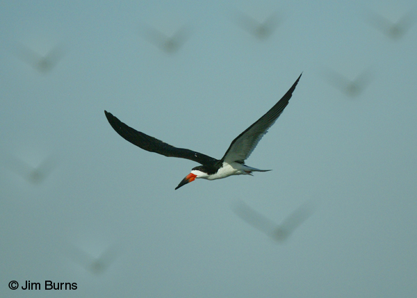 Black Skimmer flying with gulls