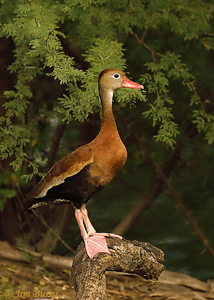 Black-bellied Whistling Duck--2766