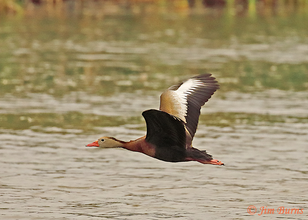 Black-bellied Whistling-Duck dorsal wing patch--9250