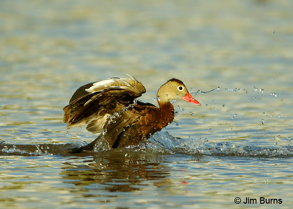 Black-bellied Whistling-Duck bathing
