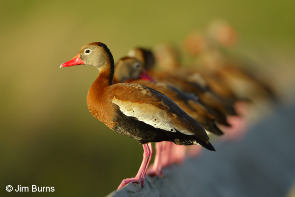 Black-bellied Whistling-Ducks--the line up