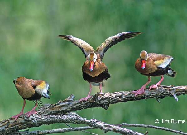 Black-bellied Whistling-Ducks--3 on branch