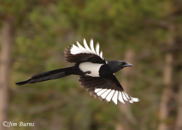 Black-billed Magpie in flight--2035