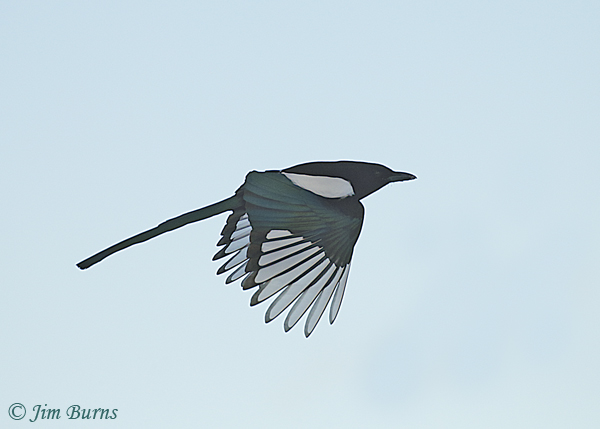 Black-billed Magpie in flight--6558
