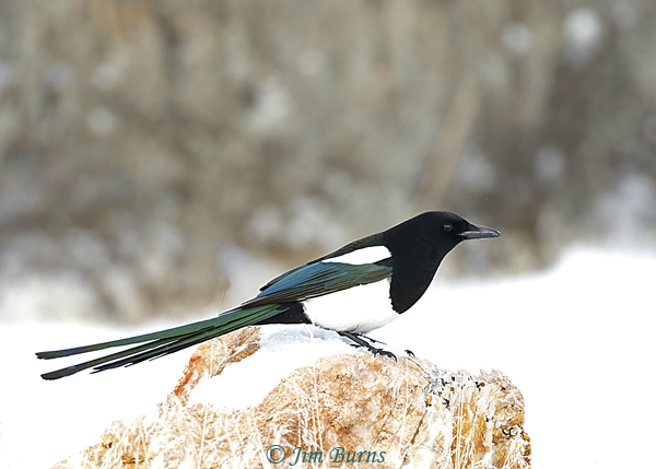 Black-billed Magpie in snow--6593