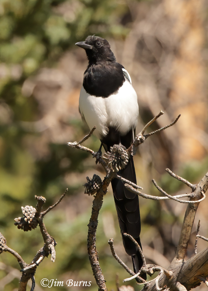 Black-billed Magpie perched--1122
