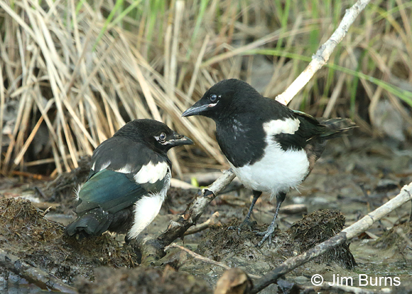 Black-billed Magpie juveniles