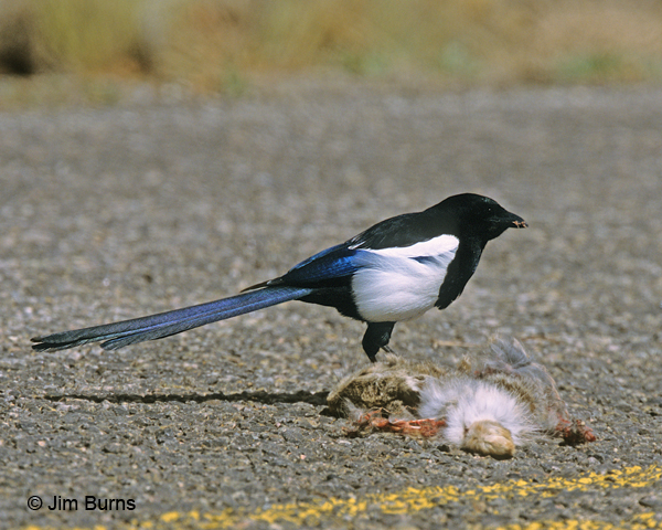 Black-billed Magpie on roadkill