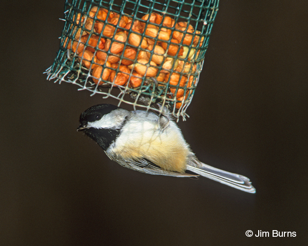 Black-capped Chickadee at peanut feeder