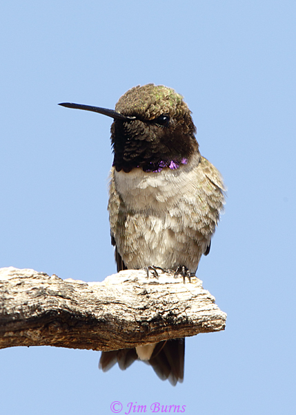 Black-chinned Hummingbird male--2180